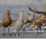 The House of Birds