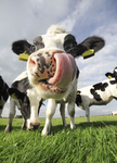 #Team cow <3
