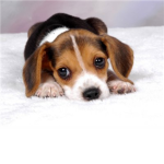 Dog & Puppy Lovers!