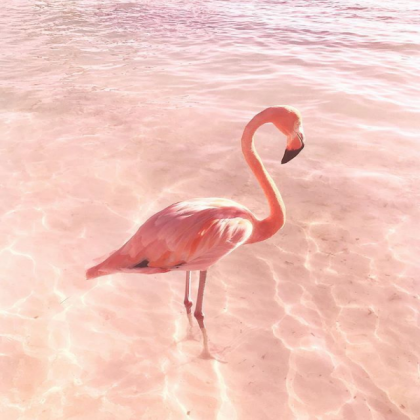 Aesthetic preppy Flamingo! Roblox decal
