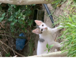 Kitties And Cats Are The BEST!