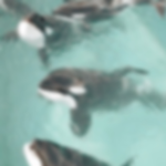 Shark Tales fan Group!