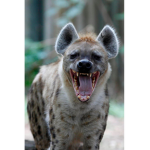 The Laughing Hyenas