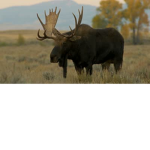 national moose society group