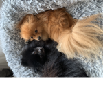 2 little dogs
