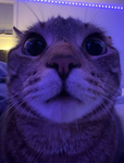 just some random cat