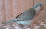Bird fan only