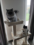 Le groupe des beaux animaux