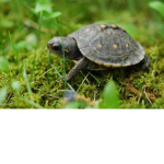 MY turtle and freinds