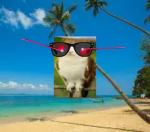 Meowl Paradise Studios