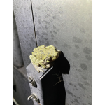 Idk frogs or something and stuff