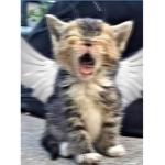 Cat_..Squad