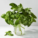 House of Basil