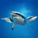 The Shark United