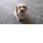 dogs are the best amazing