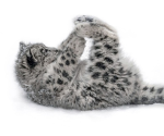 eoyshoulfdr