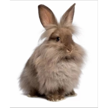 guns and game [DUEL]