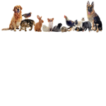 Pets Are Cute.