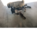 Pugs and pitbulls untited