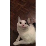 Beluga pop cat