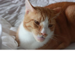 catlox