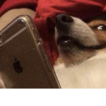 be cool like this dog and join