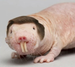 Mole Rat Corp