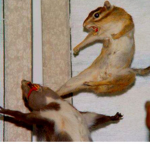 You guys can be a squirrel today :D