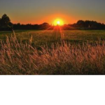 The Sunlights