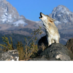 ~Howling Wolves~