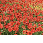 I have a flower fan group