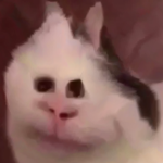 cats for president 