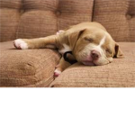 Pit Bulls ROCK!! :D