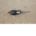Turtles are the best animal EVER!