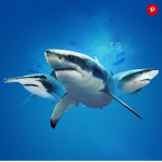 SharkBoss Gang