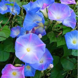 ୨💐୧