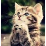 AWESOME KITTINS MEOW!