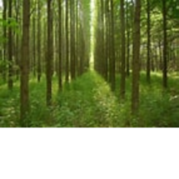 tree game