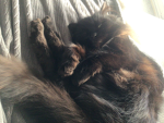 Chatte Cafe V1