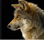 THE WOLFs SQUAD¡
