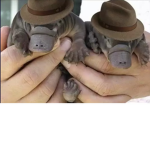 Platypus Lord