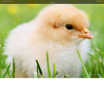 Chicken squad yeah