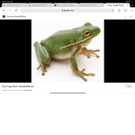 RUN THE FROG