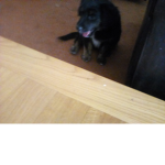 Luna puppy cute