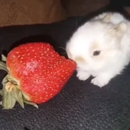 The Strawberry Bunnys! Roblox group icon