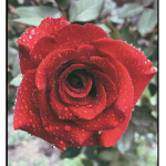 +-*Rose Petals*-+