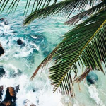 -*+TRØPICAL+*-