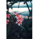 Zahra’s panda squad