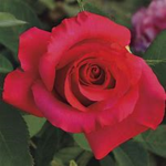 Rosey <3