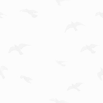 Bird3244234324234